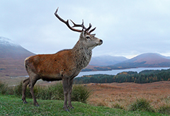 Stag encounter on a chauffeur driven tour of Scotland